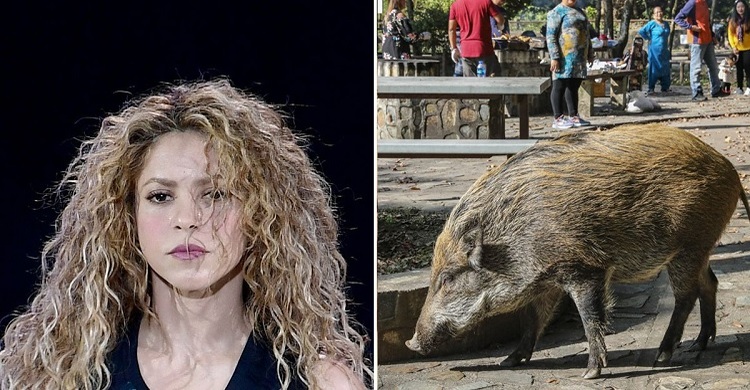 Pop superstar Shakira attacked by wild boars